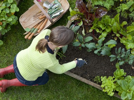 Wood chippings and composting activity in the middle of a garden project